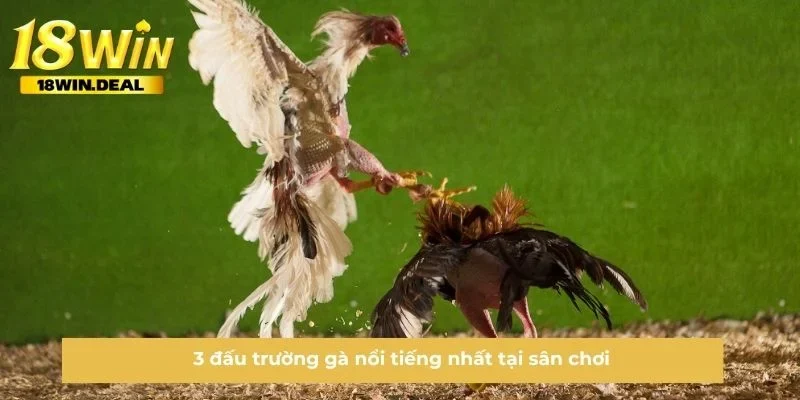 3 đấu trường gà nổi tiếng nhất tại sân chơi