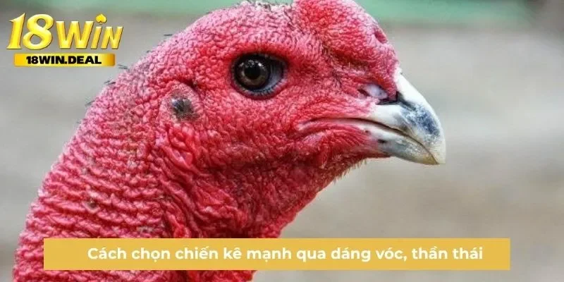  Cách chọn chiến kê mạnh qua dáng vóc, thần thái