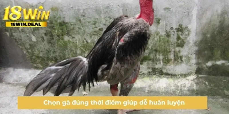 Chọn gà đúng thời điểm giúp dễ huấn luyện 