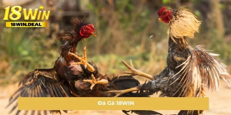 Đá Gà 18WIN