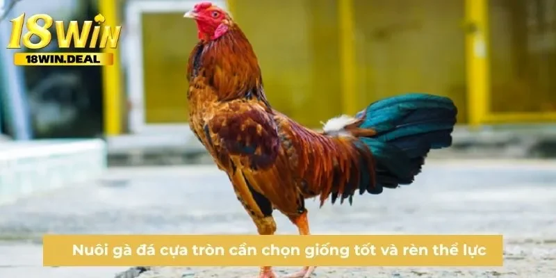 Nuôi gà đá cựa tròn cần chọn giống tốt và rèn thể lực